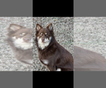 Small Siberian Husky