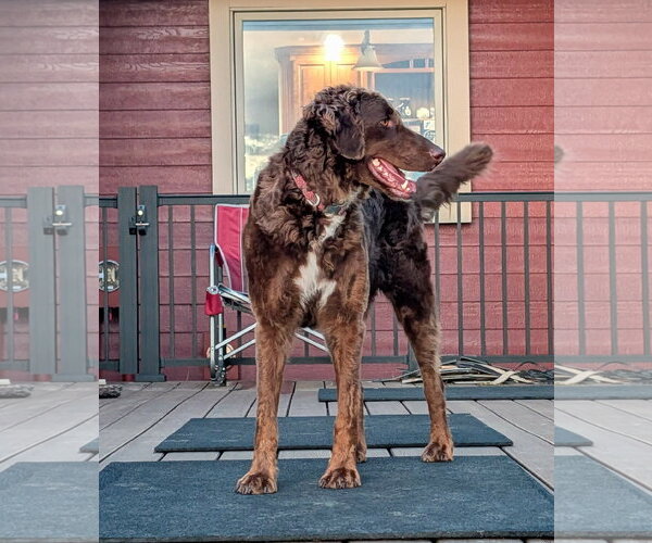 Medium Photo #1 Bernese Mountain Dog Puppy For Sale in Sioux Falls, SD, USA