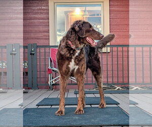 Bernese Mountain Dog Dogs for adoption in Sioux Falls, SD, USA
