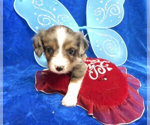 Australian Shepherd-Cavalier King Charles Spaniel Mix Puppy for sale in NORWOOD, MO, USA