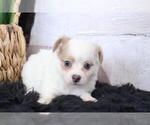 Small #2 Chihuahua