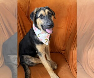 Blanche - Female German Shepherd Dog Dog for Adoption - Photo #2