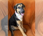 Small Photo #2 German Shepherd Dog Puppy For Sale in San Leon, TX, USA