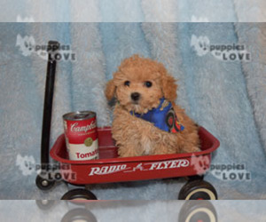 Poodle (Toy) Puppy for sale in SANGER, TX, USA