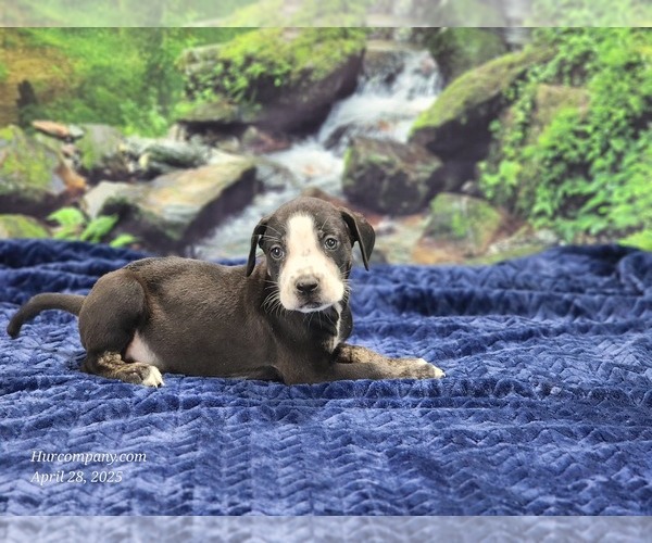 Medium Photo #5 Catahoula Leopard Dog Puppy For Sale in CUMBY, TX, USA