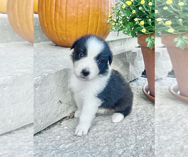 Medium Photo #2 Australian Shepherd Puppy For Sale in LODA, IL, USA