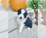 Small #1 Australian Shepherd