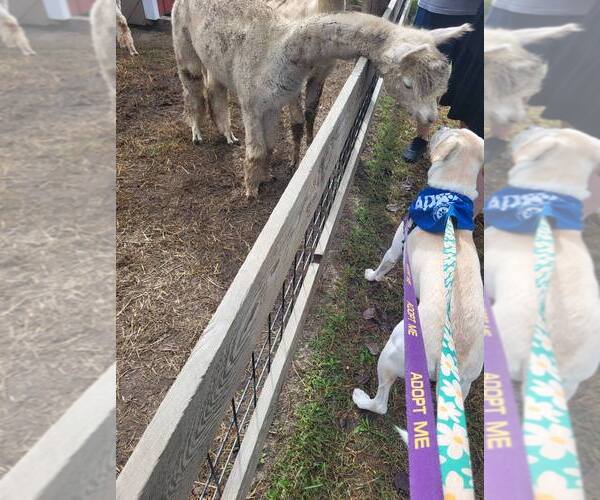 Medium Photo #9 Boxador Puppy For Sale in Princeton, MN, USA