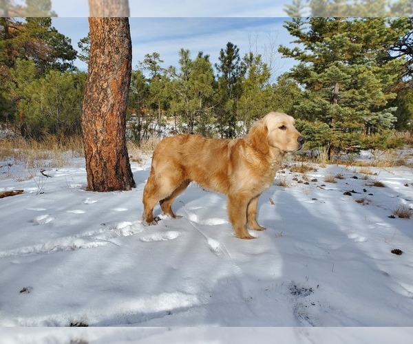 Medium Photo #7 Golden Retriever Puppy For Sale in PEYTON, CO, USA