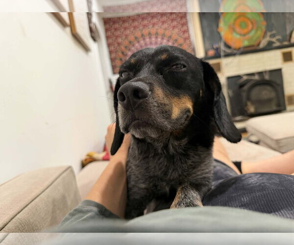 Medium Photo #4 Mutt Puppy For Sale in Westwood, NJ, USA
