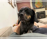 Small #3 Mutt