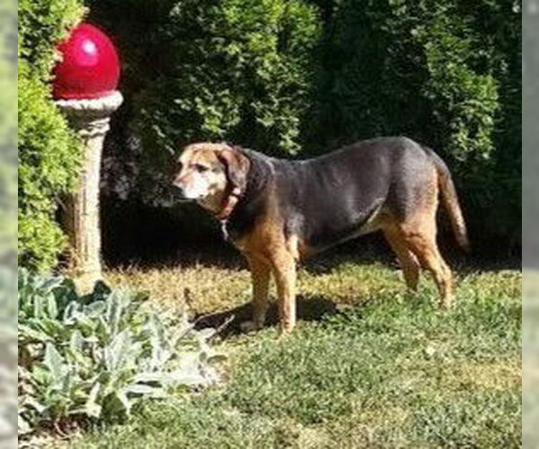 Medium Photo #11 Mutt Puppy For Sale in Oakhurst, NJ, USA