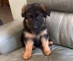 Puppy 12 German Shepherd Dog
