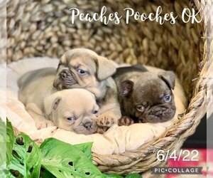 French Bulldog Puppy for sale in CLAREMORE, OK, USA