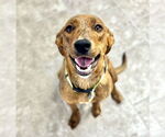 Small #2 Plott Hound Mix