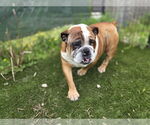 Small #1 Bulldog