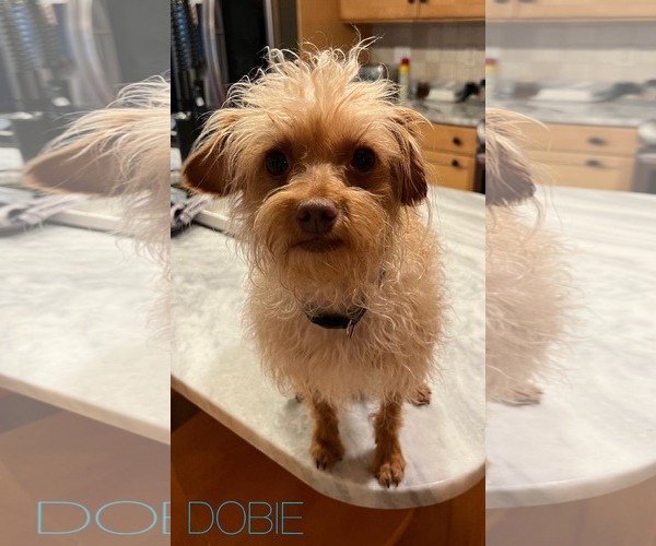 Medium Photo #6 Mutt Puppy For Sale in pomfret, CT, USA