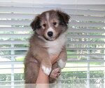 Puppy Kvetcher Shetland Sheepdog