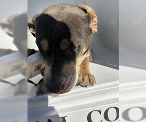 Mutt Dogs for adoption in Houston, TX, USA