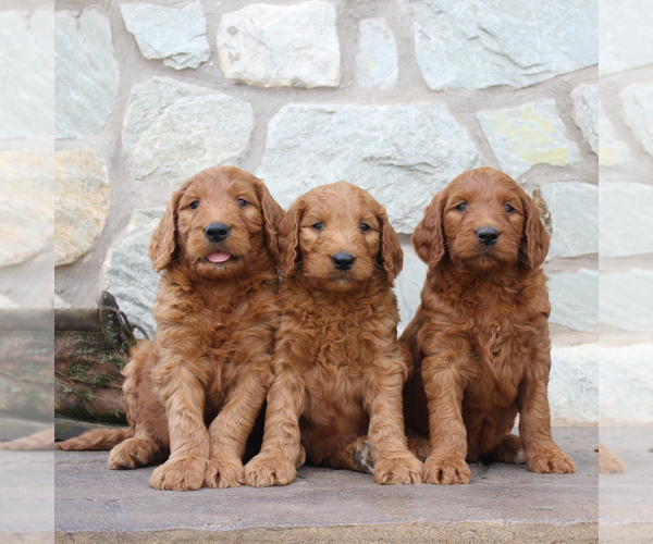 Medium Photo #4 Goldendoodle-Poodle (Standard) Mix Puppy For Sale in EAST EARL, PA, USA