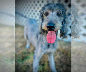 Labradoodle Dogs for adoption in Pacolet, SC, USA