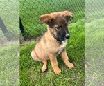 Small Shepradors
