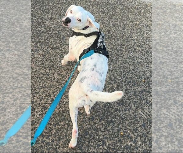 Medium Photo #10 Labrador Retriever-Unknown Mix Puppy For Sale in New York, NY, USA