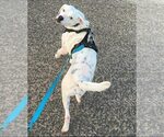 Small #9 Labrador Retriever Mix