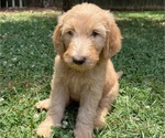 Puppy Baloo Goldendoodle