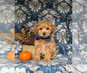 Maltipoo Puppy for sale in LEOLA, PA, USA