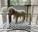 Small Photo #5 Goldendoodle Puppy For Sale in YOUNGSVILLE, NC, USA