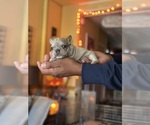 Small #8 French Bulldog