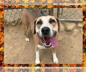 Beagle Dogs for adoption in Ojai, CA, USA