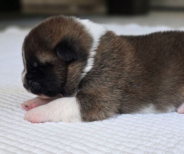 Medium Photo #4 Akita Puppy For Sale in STRAFFORD, MO, USA