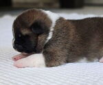 Small #3 Akita