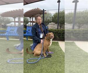 Kirby - Male Labrador Retriever-Unknown Mix Dog for Adoption - Photo #3