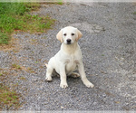Small #7 Labrador Retriever