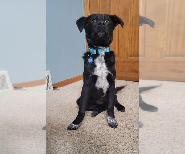 Medium Photo #1 Borador Puppy For Sale in Plymouth, MN, USA