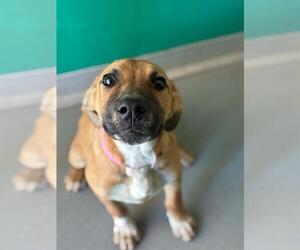 German Shepherd Dog-Unknown Mix Dogs for adoption in Visalia, CA, USA