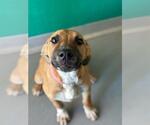 A256725 - Female German Shepherd Dog-Unknown Mix Dog for Adoption - Small photo