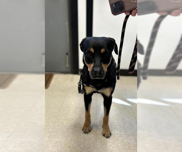 Medium Photo #1 Rottweiler Puppy For Sale in Sugar Land, TX, USA