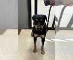 Small Rottweiler