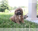 Small #7 ShihPoo