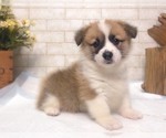 Small Photo #2 Pembroke Welsh Corgi Puppy For Sale in NEW YORK, NY, USA