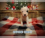 Small Photo #18 Dogo Argentino Puppy For Sale in MODESTO, CA, USA