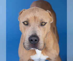 Mutt Dogs for adoption in Pasadena, CA, USA