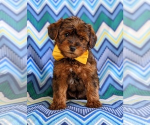 YorkiePoo Puppy for sale in LINCOLN UNIV, PA, USA