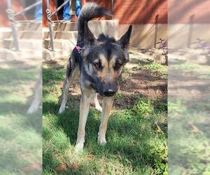 German Shepherd Dog Dogs for adoption in San Antonio, TX, USA