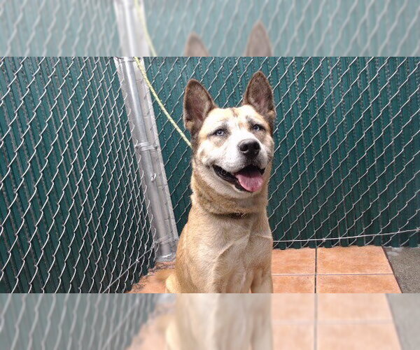 Medium Photo #1 German Shepherd Dog-Unknown Mix Puppy For Sale in Downey, CA, USA