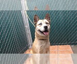 Small German Shepherd Dog Mix